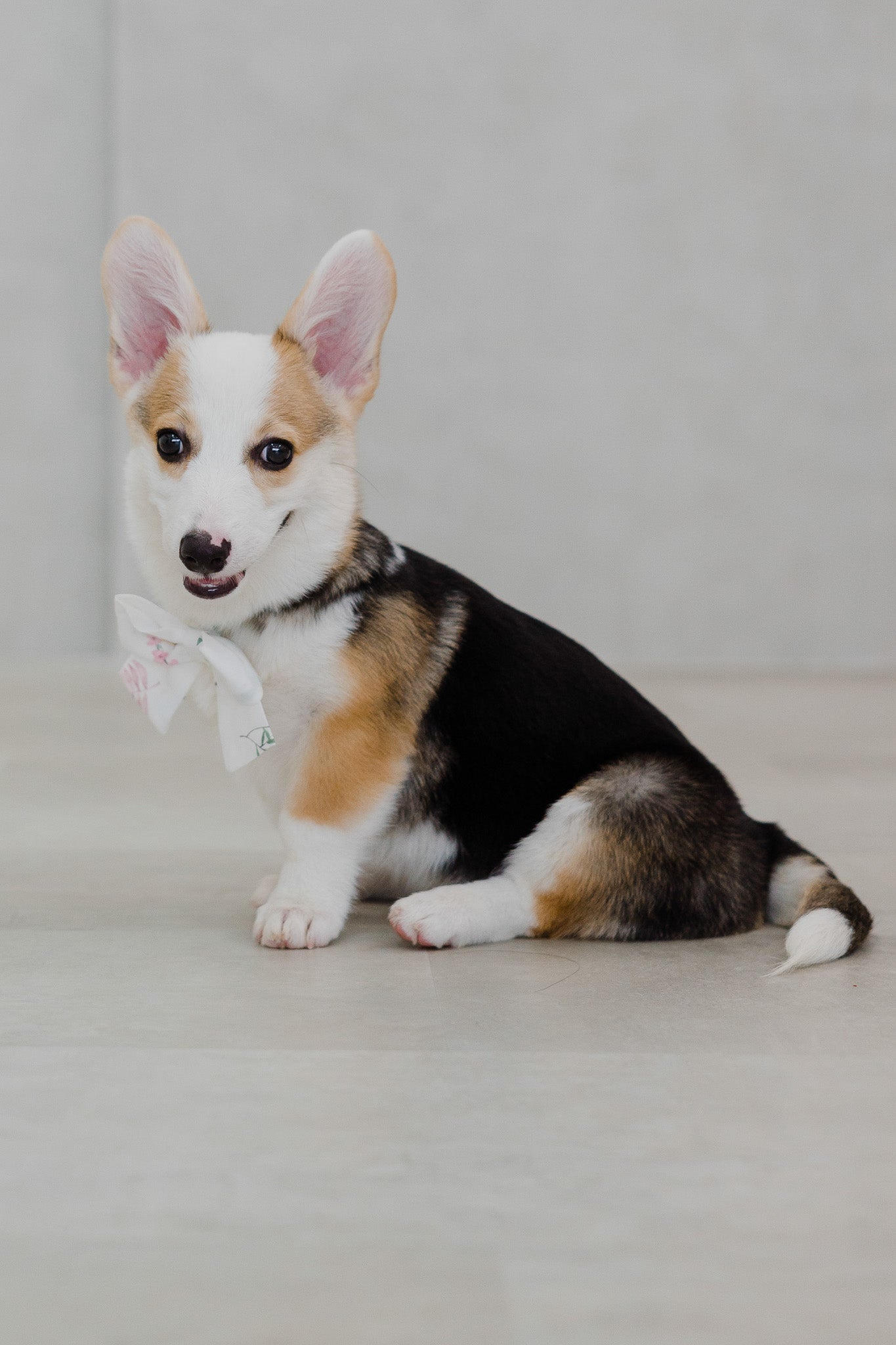 Birds Of Paradise Pet Bow in Dove