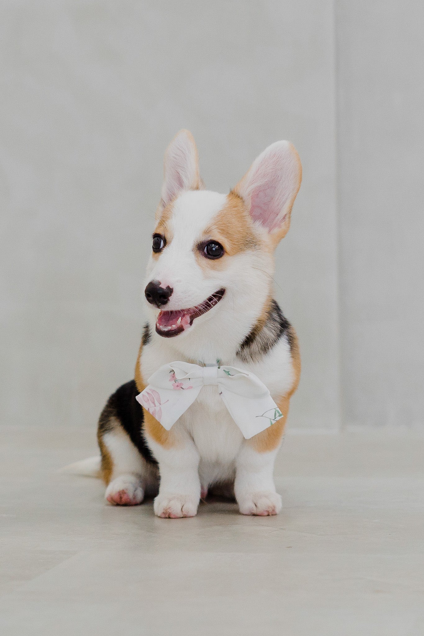 Birds Of Paradise Pet Bow in Dove