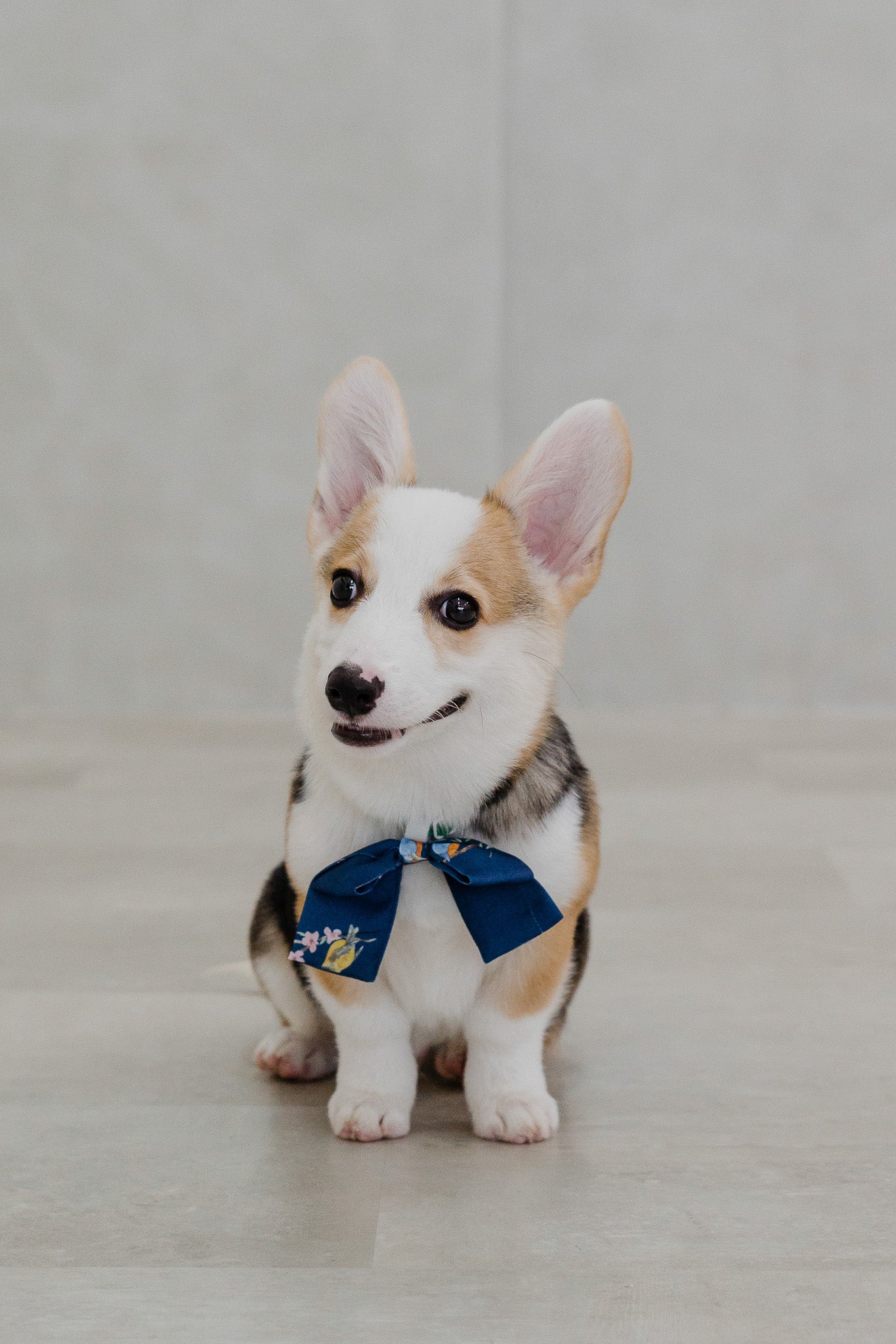 Birds Of Paradise Pet Bow in Heron