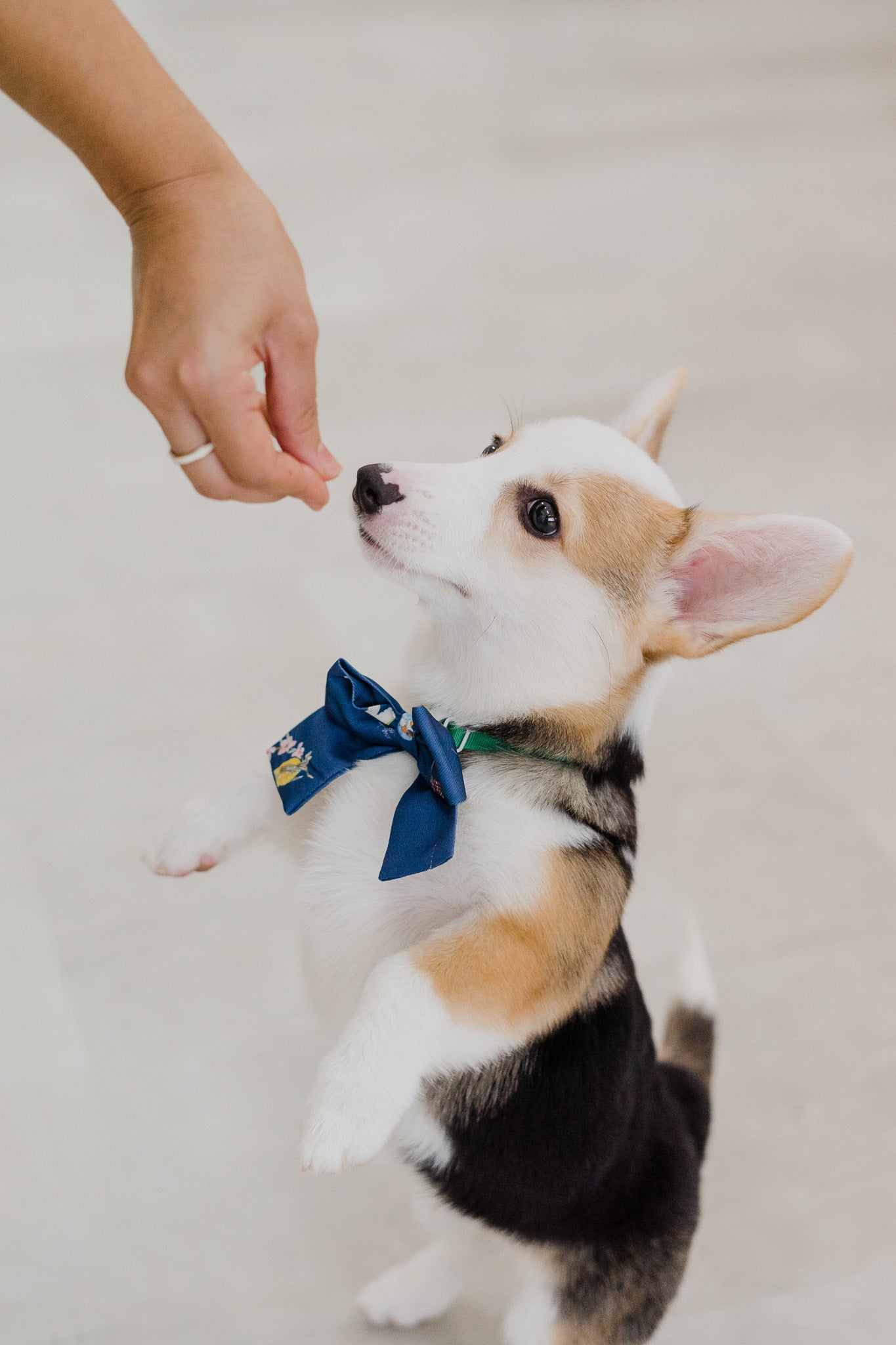 Birds Of Paradise Pet Bow in Heron