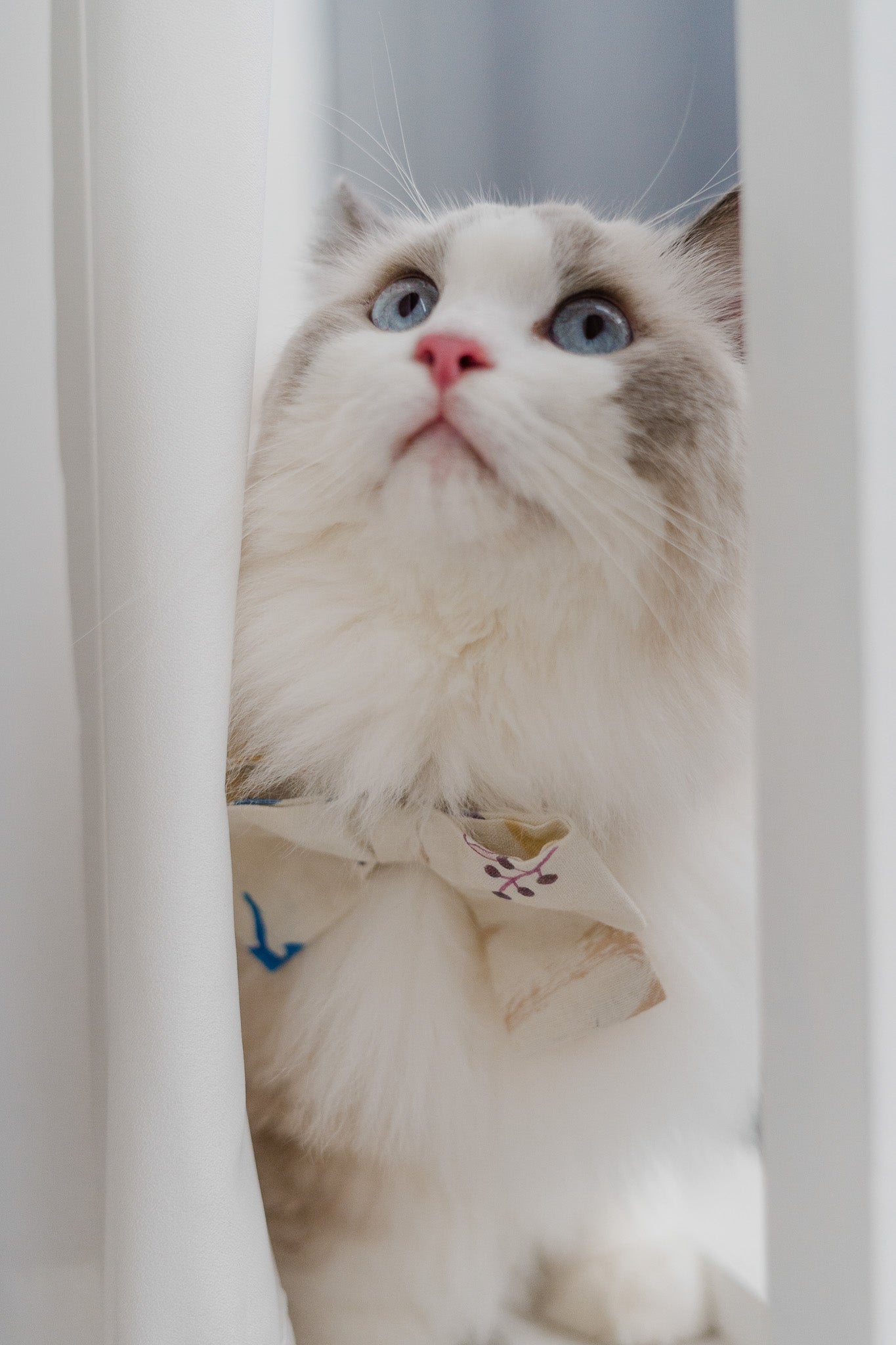 Legend Has It Pet Bow in Earth