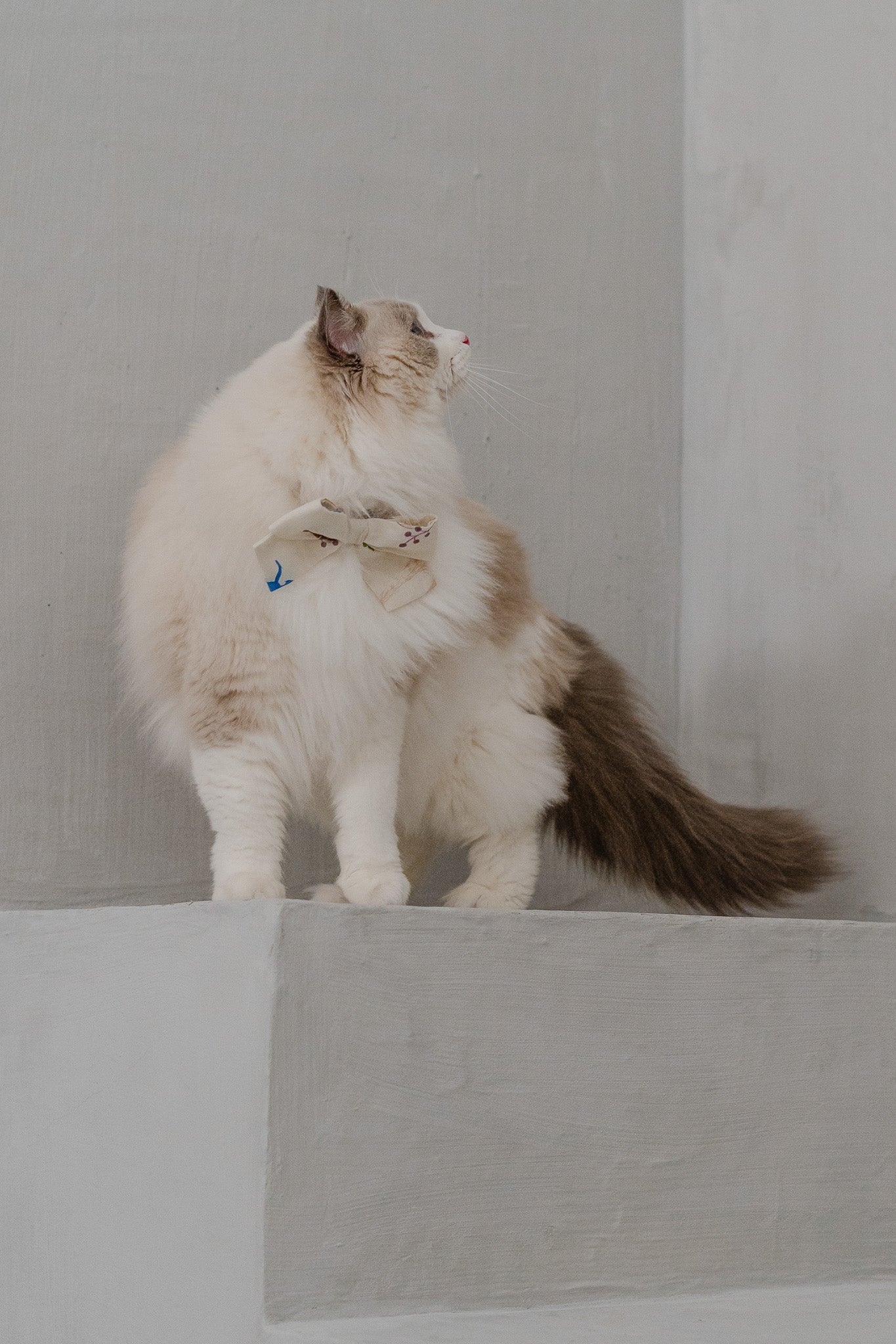 Legend Has It Pet Bow in Earth