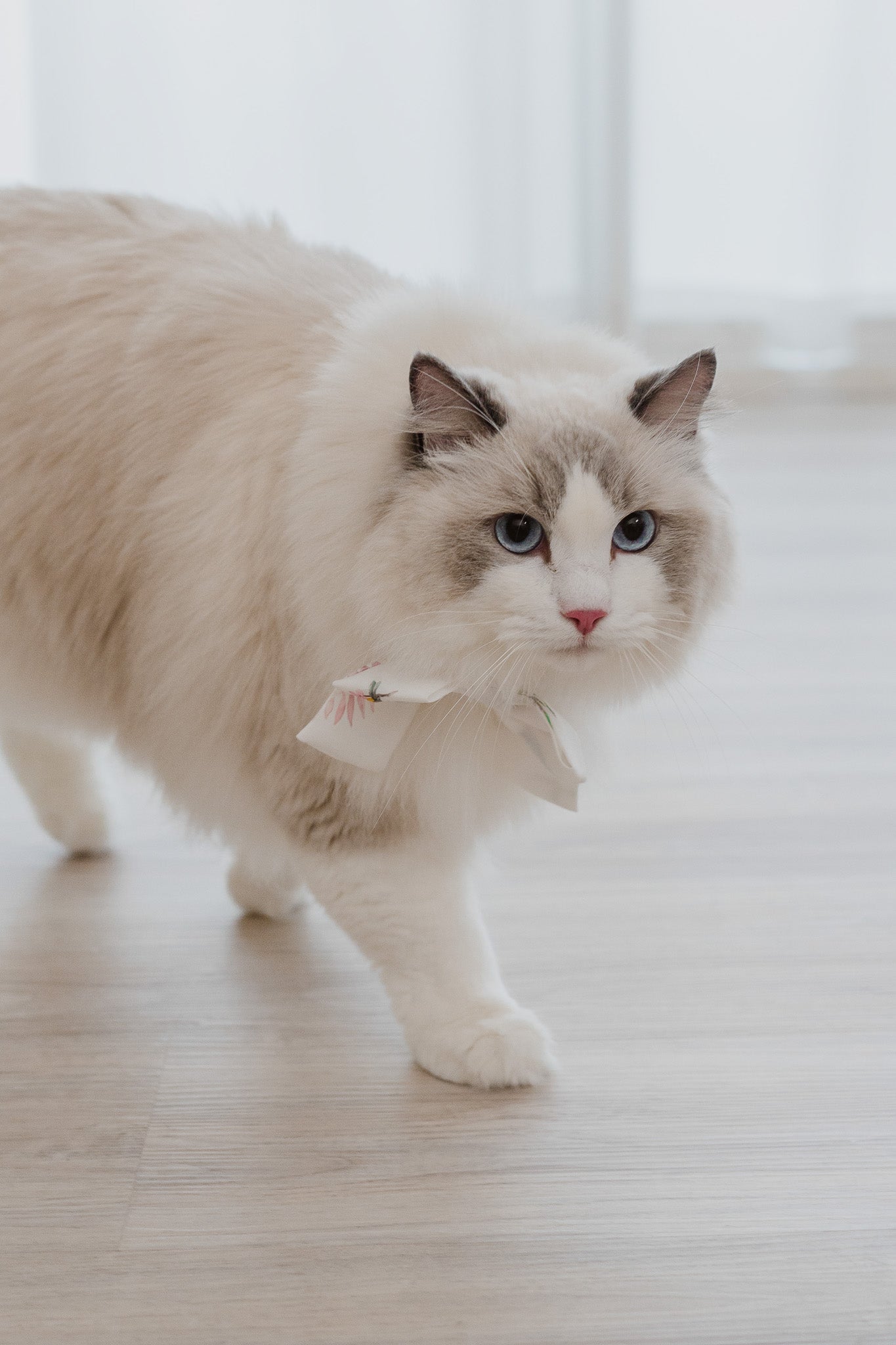 Birds Of Paradise Pet Bow in Dove