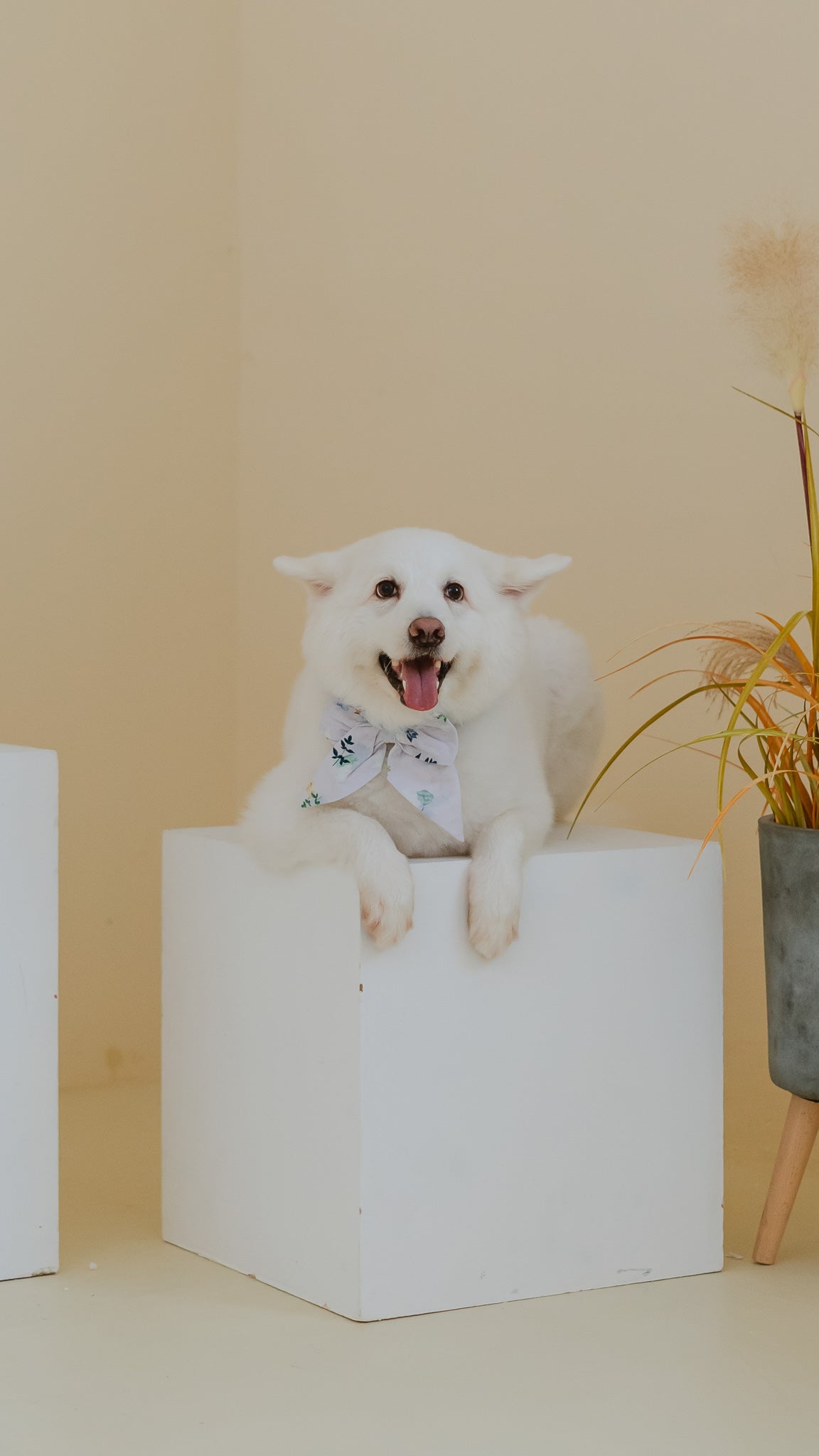 Leaps & Bounds Pet Bow in Lilac