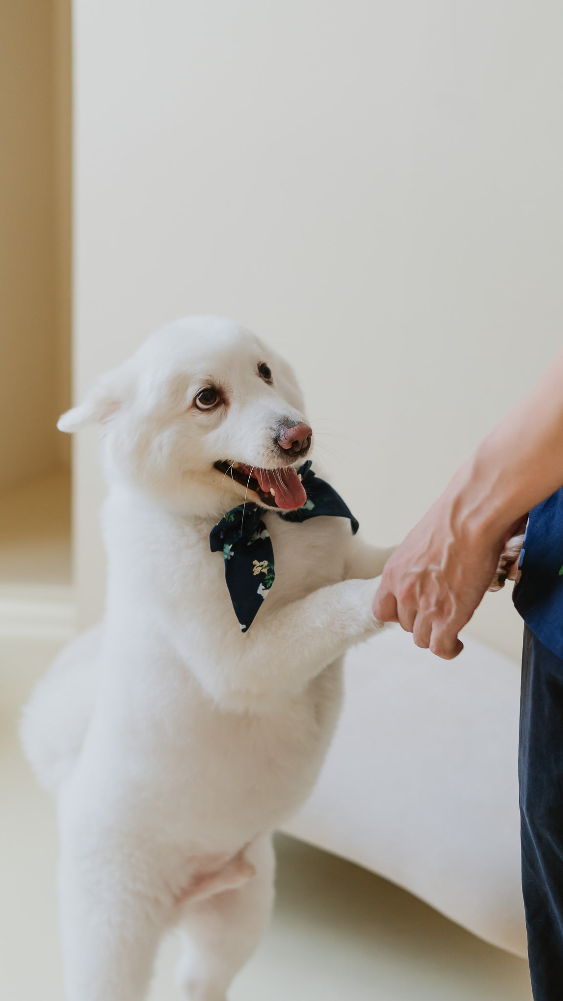 Leaps & Bounds Pet Bow in Navy