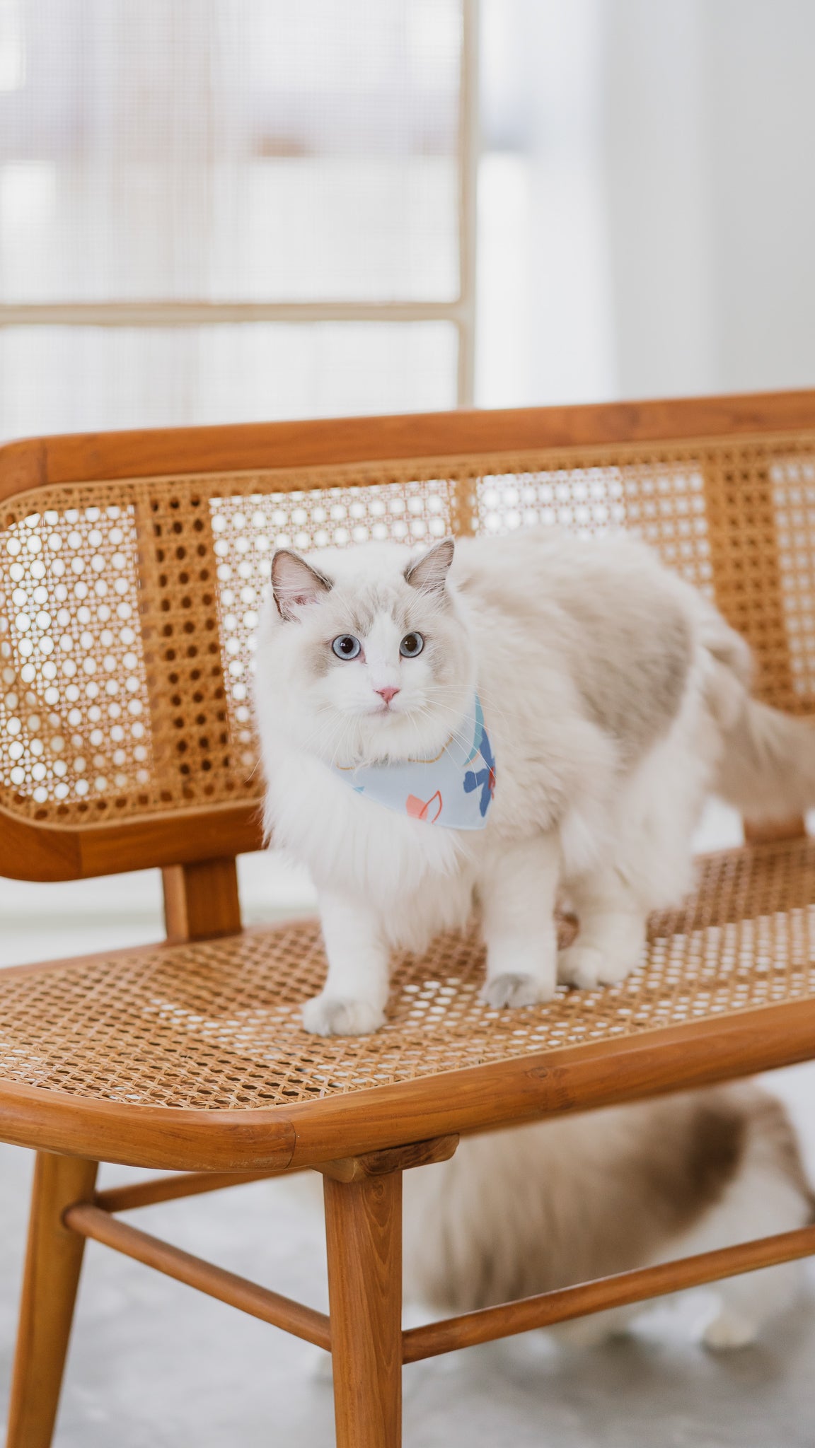 Sophie's Summer Pet Bandana in Pastel/White