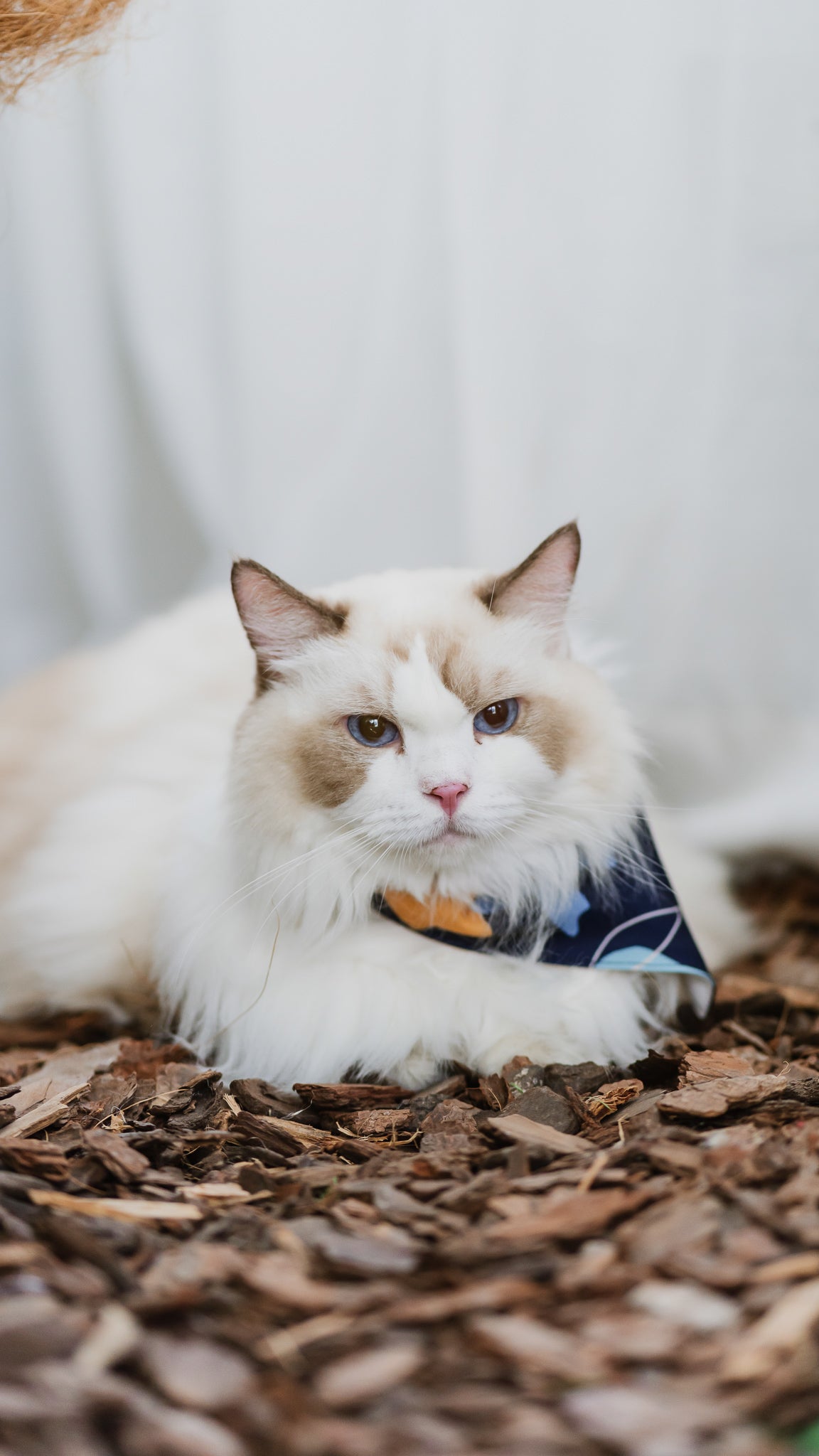 Sophie's Summer Pet Bandana in Navy/White