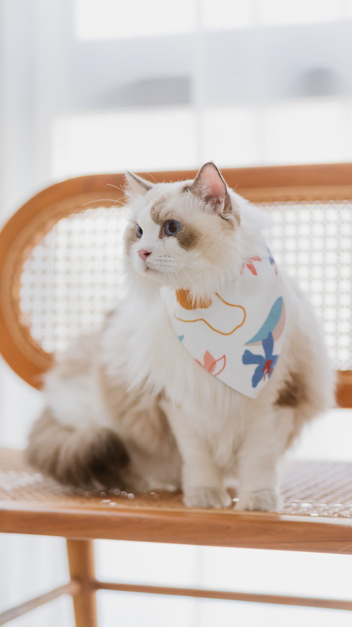 Sophie's Summer Pet Bandana in Navy/White